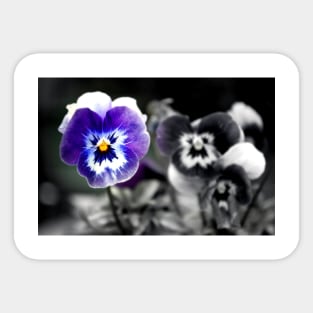 Blue Pansy Pansies Violas Summer Flowers Sticker